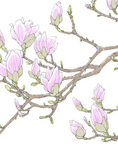 Blooming pink magnolia flowers