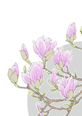 Blooming pink magnolia flower with text space