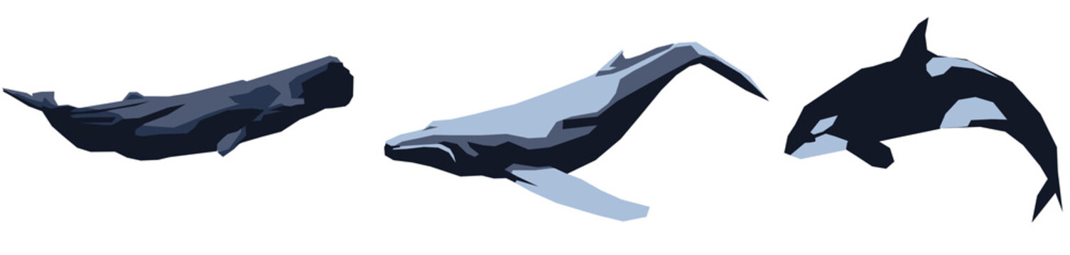 3 Wale - Pottwal, Buckelwal, Orca. PNG 15000px x  3580px, 300 DPI, transparenter Hintergrund