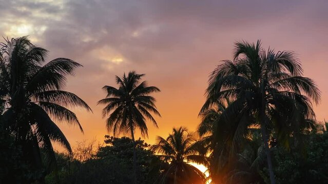 Sunset in Cuba on the background of palm trees. The silhouette of palm trees at sunset in the tropics. Panorama of silhouettes of coconut palms on a tropical beach at sunset. 4K