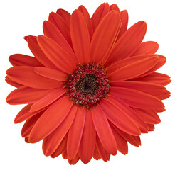 Beautiful red daisy flower on isolated transparent background. Tropical flowering plants concept