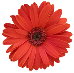 Zelfklevend Fotobehang Beautiful red daisy flower on isolated transparent background. Tropical flowering plants concept © Ton Photographer4289