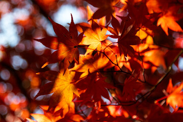 The red maple leaves in the Buddhist temple building