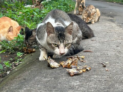 A stray cat with its food