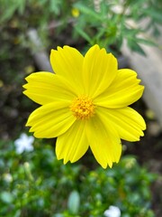 Obraz premium Plants that grow wild have a distinctive yellow smell, hence the name 'Kenikir' flowers (Cosmos Sulphureus).