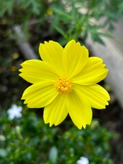 Obraz premium Plants that grow wild have a distinctive yellow smell, hence the name 'Kenikir' flowers (Cosmos Sulphureus).