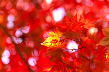 The red maple leaves in the Buddhist temple building
