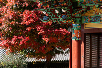 The side of the Buddhist temple building with the maple tree in autumn