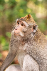 macaque sitting against the background of the jungle. The monkey looks thoughtfully. Behavior of Monkeys in their natural habitat. Monkey forest in Ubud.
