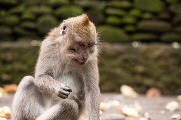 macaque sitting against the background of the jungle. The monkey looks thoughtfully. Behavior of Monkeys in their natural habitat. Monkey forest in Ubud.