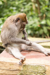 monkey looking for fleas, macaque, 
care