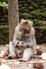 monkey eating, macaque in natural habitat