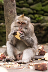 monkey eating, macaque in natural habitat