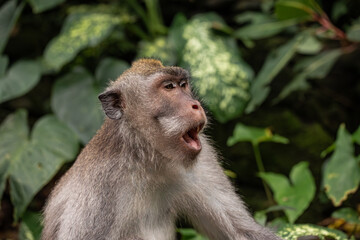 procrastination, laziness, the monkey is tired, bored and yawning