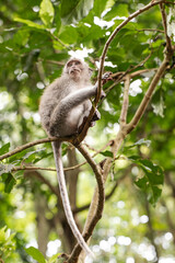 Portrait of a macaque sitting on a tree against the background of the jungle. The monkey looks thoughtfully. Behavior of Monkeys in their natural habitat. Monkey forest in Ubud.