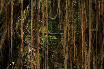 lianas, rainforest, wildlife, jungle, green