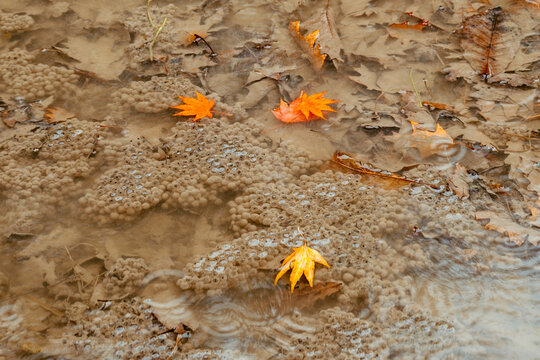 Autumn leaves on rain-pattered water surface