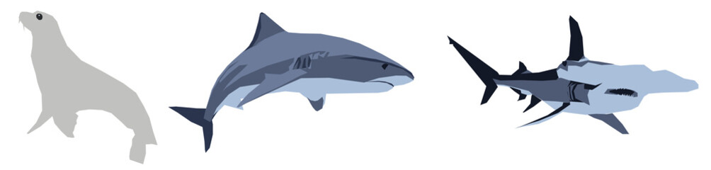 Fototapeta premium 3 Ozean Tiere - Robbe, Hammerhai, Blauhai - PNG 15000px x 3580px, 300 DPI, transparenter Hintergrund