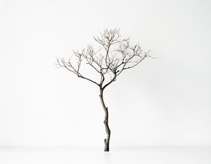 Tree dead isolated on white.