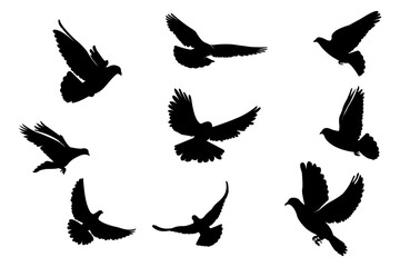 This is a dove shillouet bundle suitable for dove icons, logos, content, png images and others