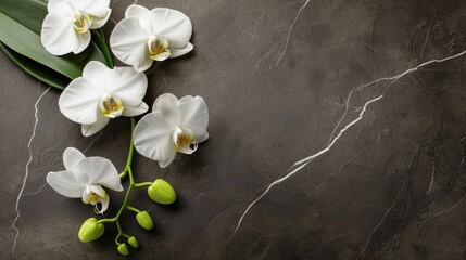 This composition showcases a series of white orchid flowers against a dark, marbled background, creating a striking contrast and aesthetic appeal