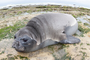 Elephant seal, Peninsula Valdes, Unesco World Heritage Site, Patagonia, Argentina