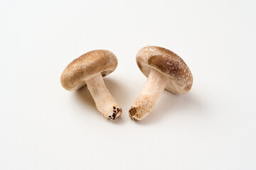 Fototapeta premium しいたけ