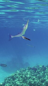 Vertical video, Sea Needle or Garfish swims under surface of water over coral reef, cleaner fish clean it from parasites at cleaning station in sunlight, slow motion, closeup