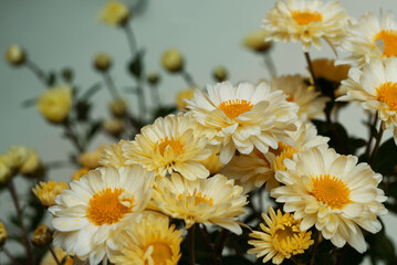 Blooming white chrysanthemum flowers in a bouquet