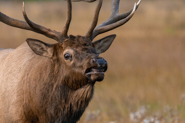 Closeup shot of a male elk during the rutting season