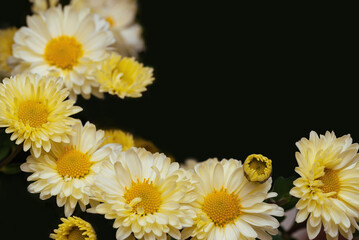 Obraz premium Flower corner made of chrysanthemum flowers