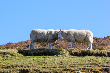 Sheep love