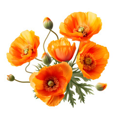 beautiful ornamental orange flower with stalks and bud PNG