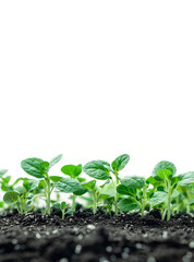 seedlings growing in soil on white background with copyspace, healthy and organic food concept, conscious consumption, earth day concept