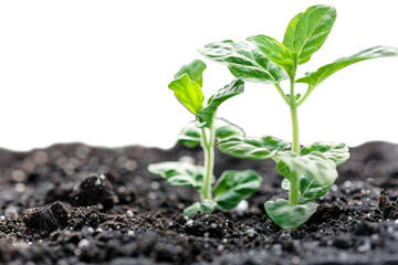 seedlings growing in soil, isolated, healthy and organic food concept, conscious consumption, earth day concept