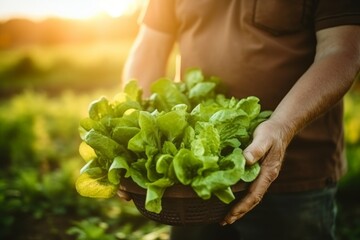farmer is holding a basket of lettuce salad, golden hour, sun is shining, healthy and organic food concept, conscious consumption