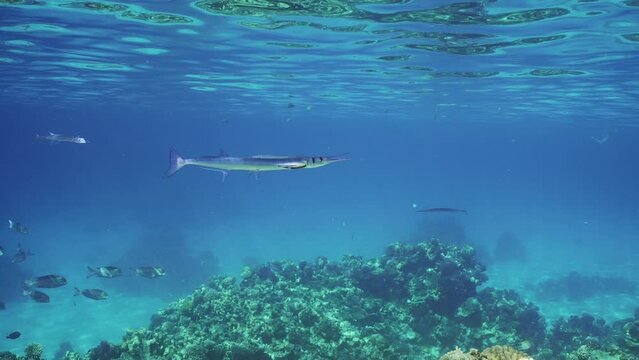 Sea Needle or Garfish swims under surface of water over coral reef, opens its mouth and cleaner fish clean it from parasites at cleaning station in sun beams, slow motion
