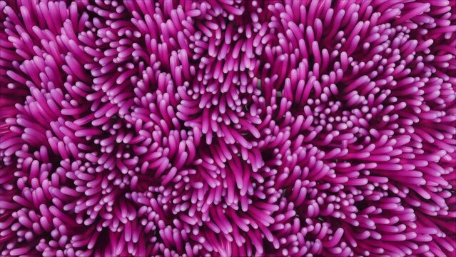 background of pink algae anemones swaying underwater