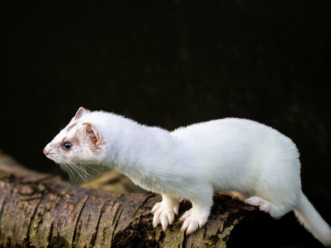 A Stoat in White Ermine