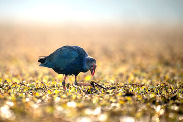 The  Grey headed swamphen  - 747241708
