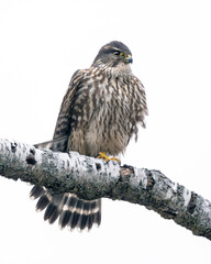 Throne - An adult Merlin perches in a Birch Tree - Ontario