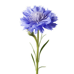 cornflower isolated on transparent background, png