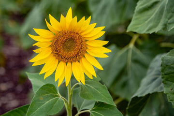 sunflower in the field