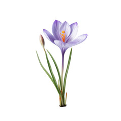 Obraz premium crocus isolated on transparent background, png