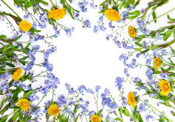 Blue flowers forget-me-not and yelliw flowers dandelion on a white background with space for text. Top view, flat lay