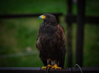 Falcon portrait