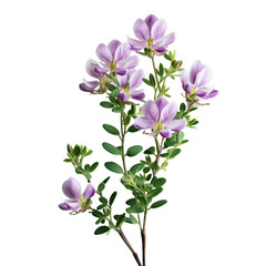 crown vetch isolated on transparent background, png