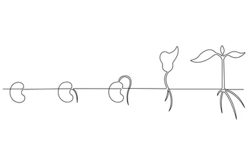 Fotobehang Een lijn Continuous single line art drawing of plant growth processing from seed outline vector