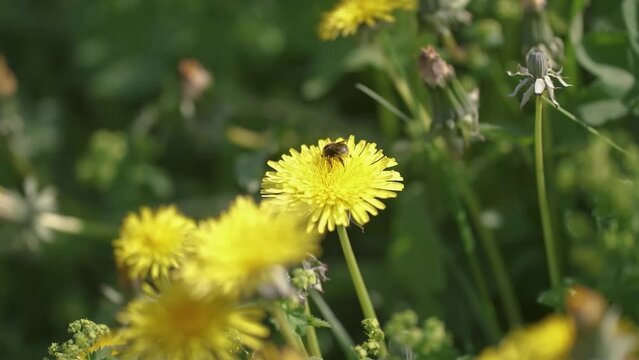 Bumblebee pollinating yellow dandelion flower on green spring flowering meadow Slow motion