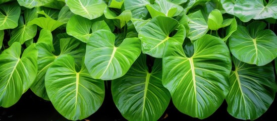 This close-up shot showcases the exquisite Taro or Elephant Ear Colocasia Esculenta plant with its lush and vibrant green leaves. The leaves are large and shaped like taro or elephant ears, creating a